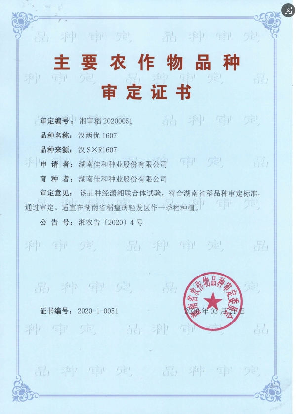 遲熟中稻——漢兩優1607