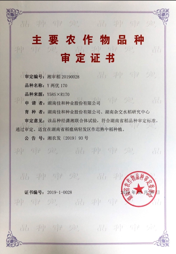 遲熟中稻——Y兩優170