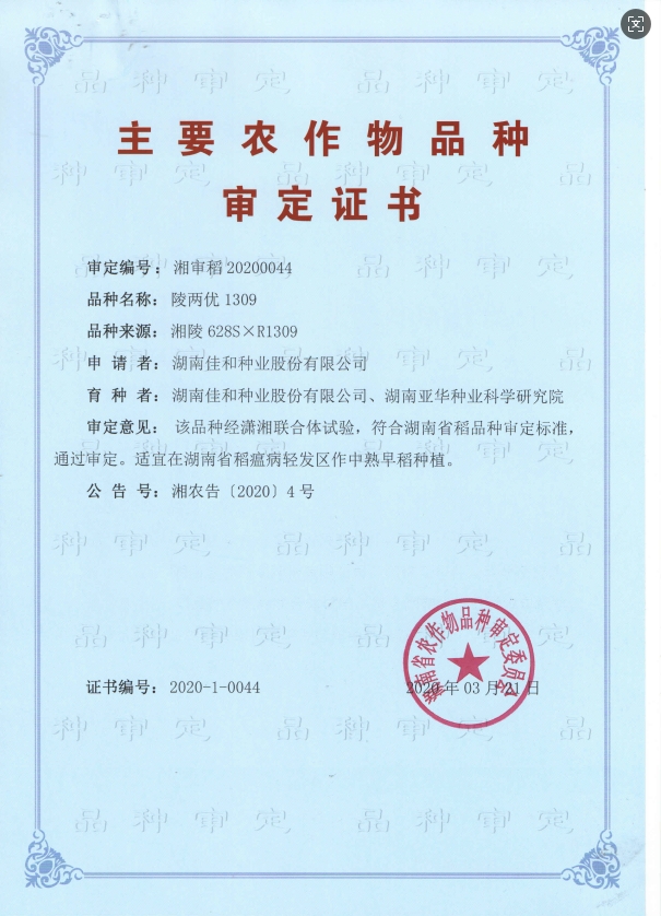 中熟早稻——陵兩優1309