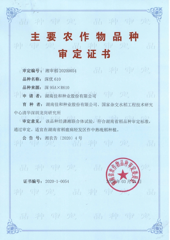 中熟晚稻——深優610