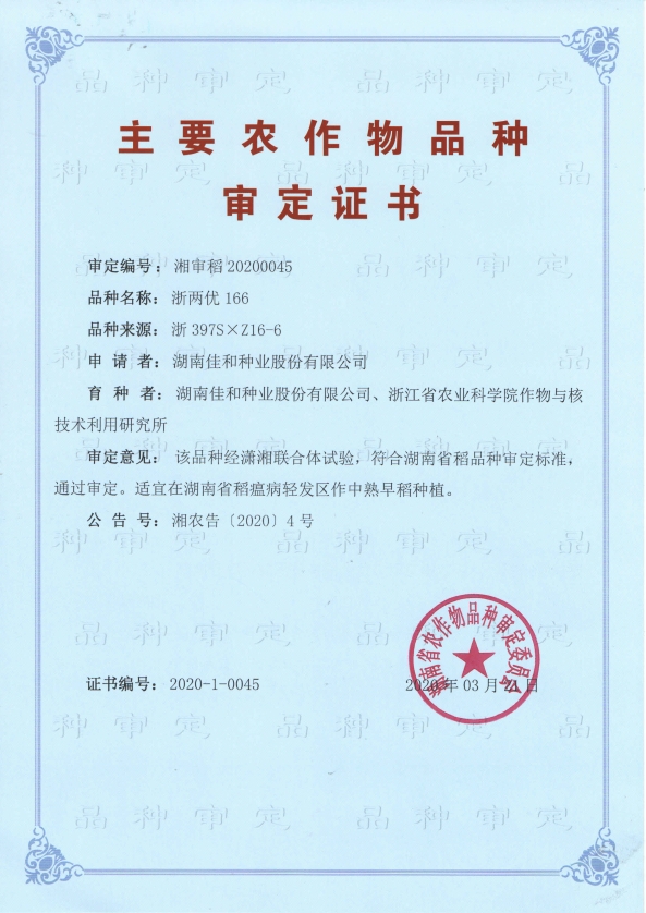 中熟早稻——浙兩優166