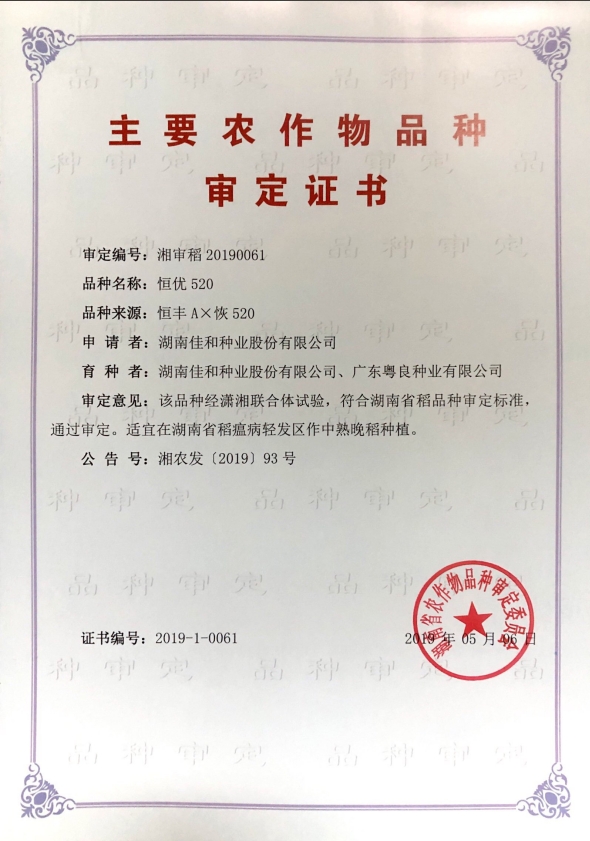 中熟晚稻——恒優520